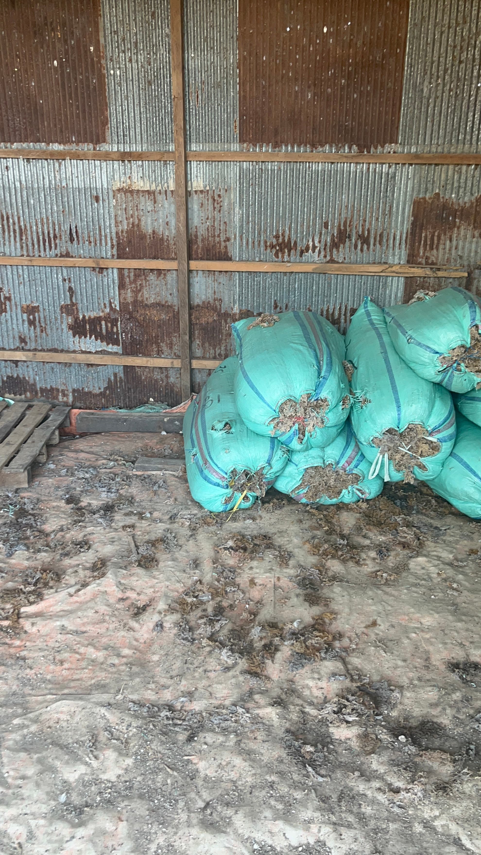 Cottonii seaweed quality