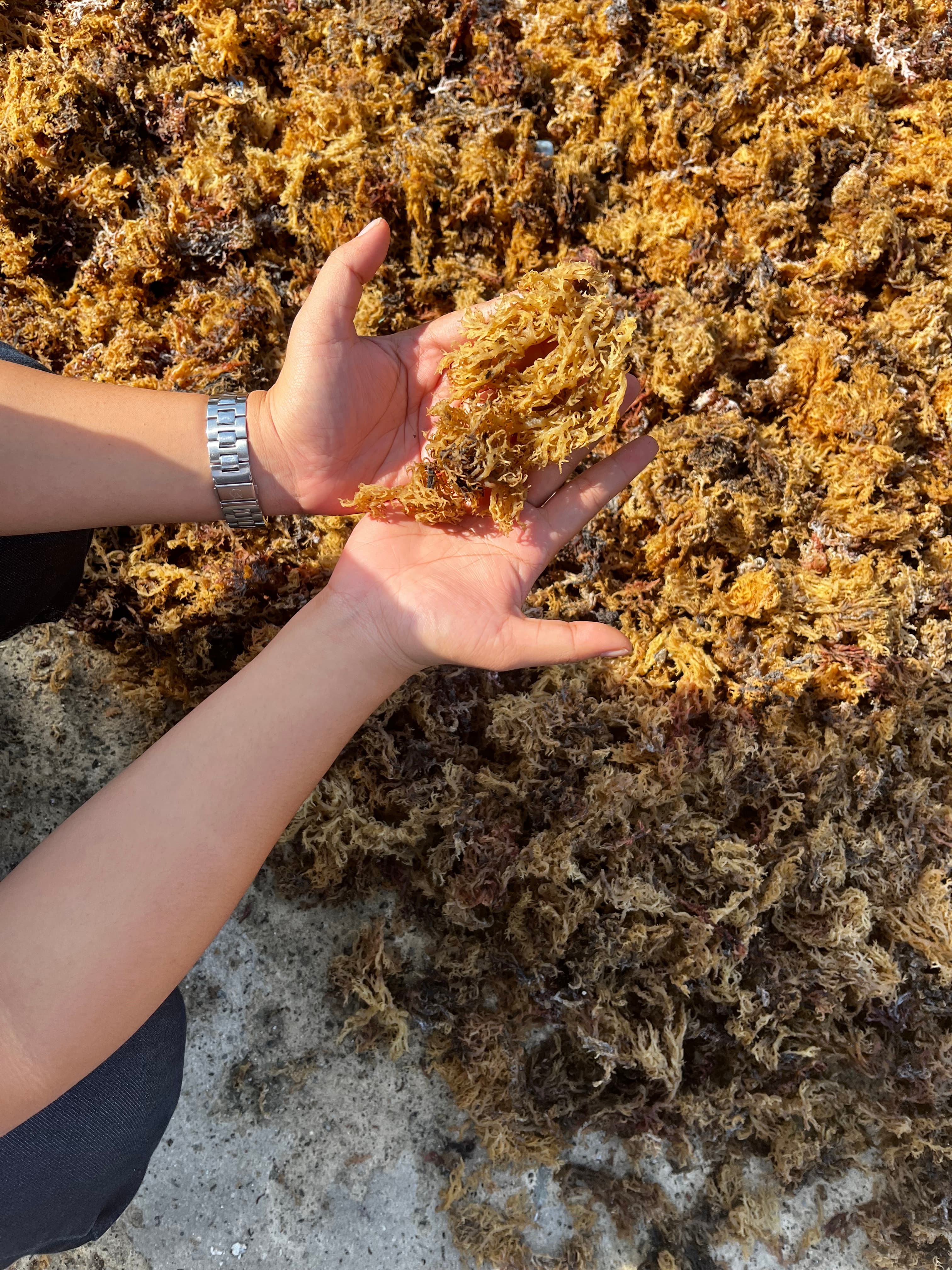 Sun-dried seaweed in Tarakan