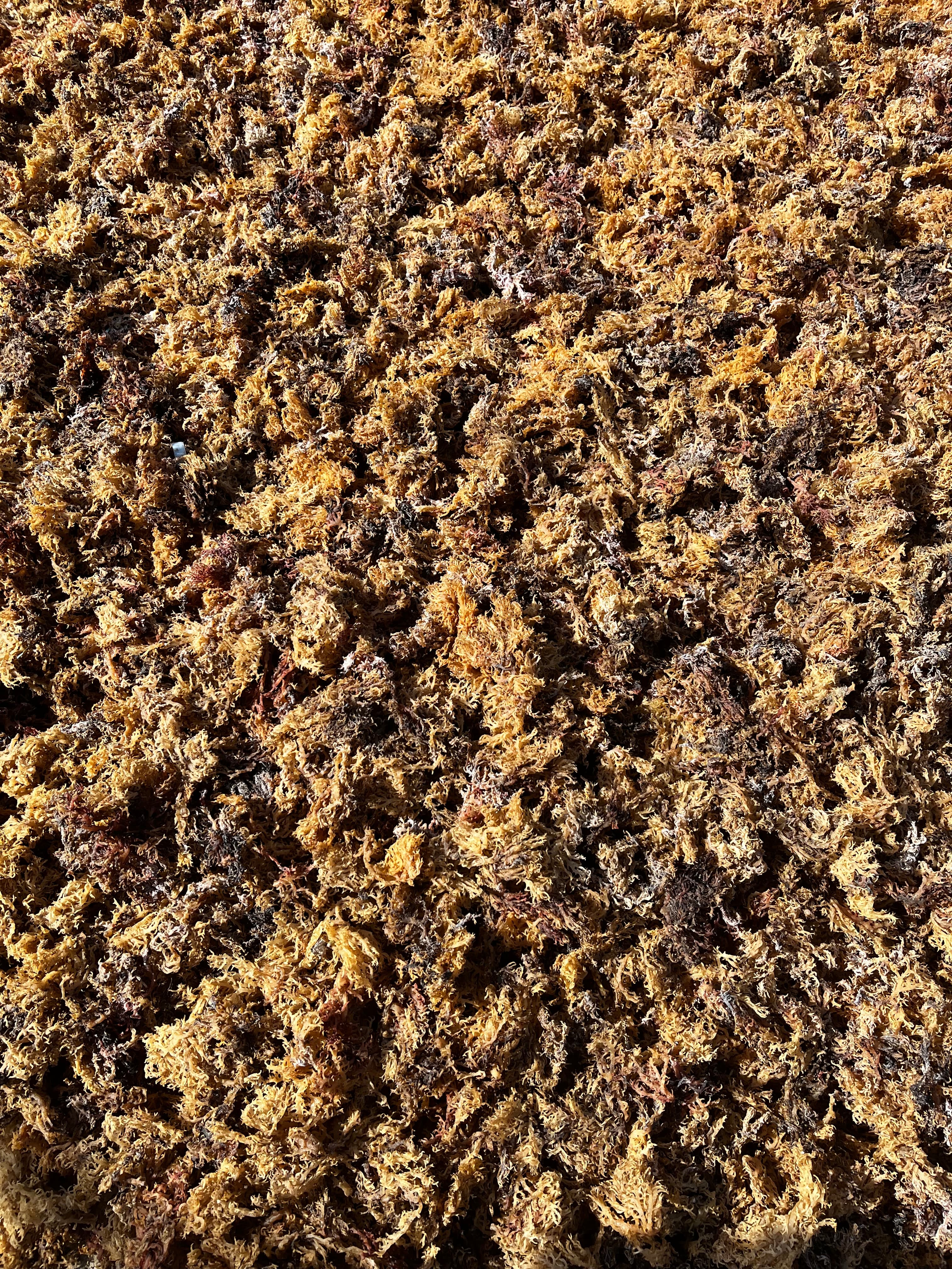 Seaweed operations in Tarakan