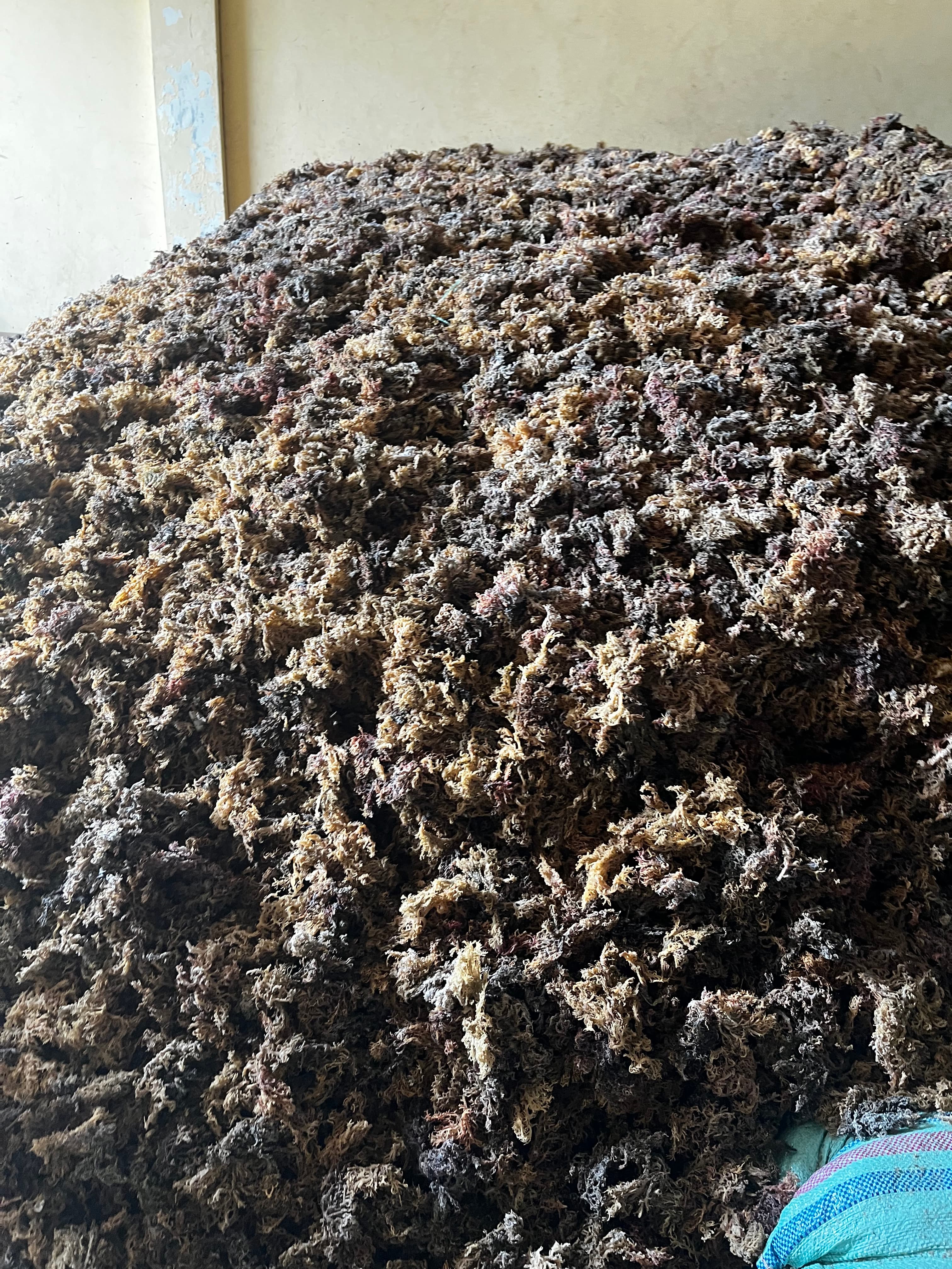 Seaweed grading